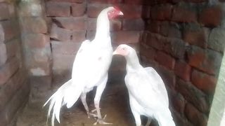 Heera full bread# pair