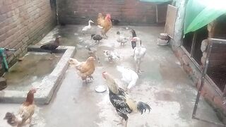 My all animal are enjoyin#shorts????