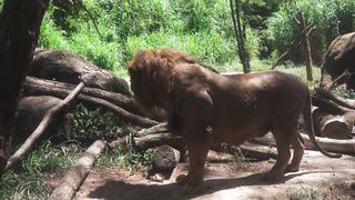 The world best animal