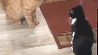 This cat shows the results of the exercise to his teacher