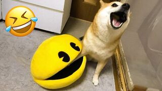 Funny Animal Videos 2023 ???? - Funniest Dogs and Cats Videos ????