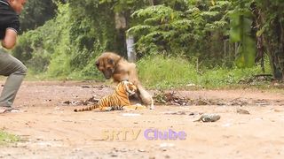 Fake Tiger Vs Real Dog Prank and Funny - Dog pranks in Cambodia - Try not to laugh challenge Ep#02