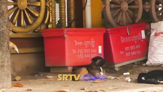 Fake Tiger Vs Real Dog Prank and Funny Reaction - fake tiger vs Dog pranks in Cambodia Ep#03