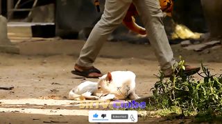 Fake Tiger vs Real Dog Prank - Prank and Funny Reaction of Surprise Scared Dogs Ep#04
