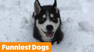 Very Best of Funny Dogs | Funny Pet Videos