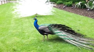 Peacock 5