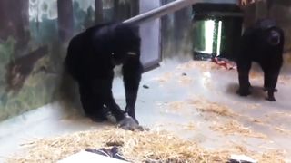 Monkey 20