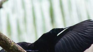 Paradise bird