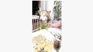 The naughty dog like to play with his master