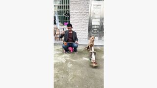 funny dog