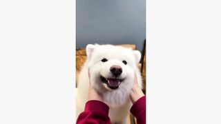 cute dog