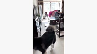 The naughty dog like to play with his master