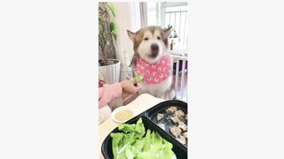 cute dog eating