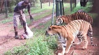 Living With Big Cats - Alimentando os Tigres.mp4