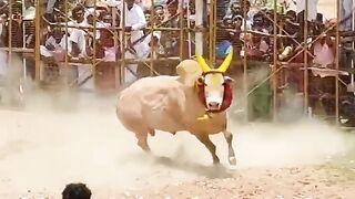 subscribe more videos ????.mp4