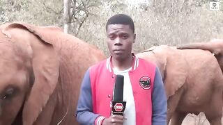 Baby elephant interupts  reporters piece to camera