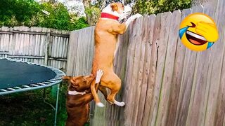 Funniest animals on earth