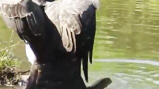 Engel attack on animal #wildlife #shorts #viral #j2motivation #forest #animals #wildlifegirl #engel.mp4..Subscribe