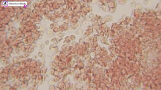 10 things you can see only under microscope ????