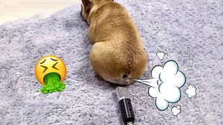 Dogs reaction to farts- the funniest video ever!
