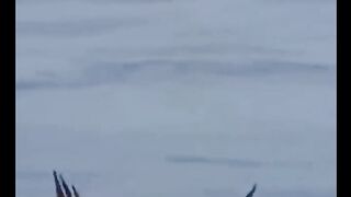 Osprey. Amazing raptor!! #osprey.mp4