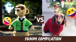 Try Not To Laugh Challenge - Funny Cat & Dog Vines compilation 2022