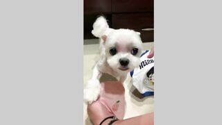 Cute dog (TiikTok)