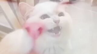 Hilarious cat behavior