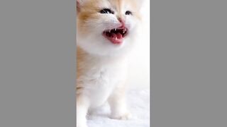 Cute Baby Cats (TikTok)