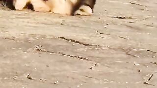 Doggy Cuby. Tranding