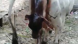 The struggle of cows to give birth