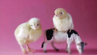 Funny Chicken Song And Funny Chicken Dance â Dancing Rooster