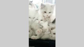 Cute kitten (TikTok)
