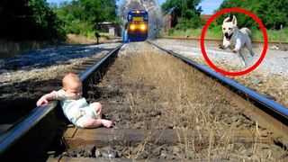 10 Amazing Pets Who Saved Their Owners