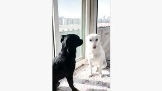 Lovely Dog (TiKTok)