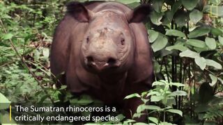 Java-Nashorn (Rhinoceros sondaicus) - Ujung KulonJava