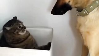 So funny cats compilation 2022