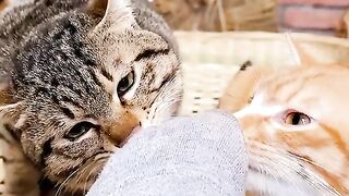 Kitten Funny (TiKTok)