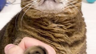 Cute  cates