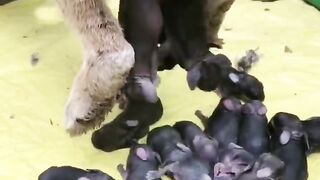 Dog Give Birth