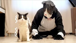 Cat prangked by big cat mask