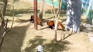 Cute animals i forest