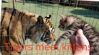 Tiger reaction to the kitten's