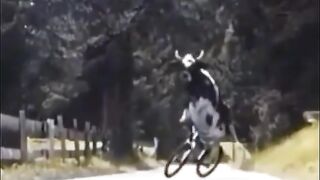 Cow Funny (TiKTok)
