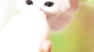 adorable collection of cute cats