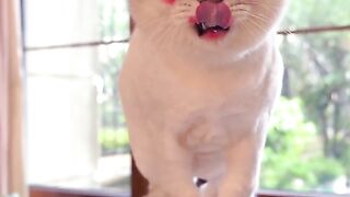 Funny cat  ????