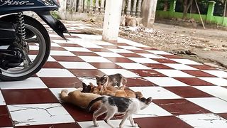 Kucing lucu Mimi susu ke induknya