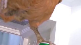 Cute and Funny Animals Video