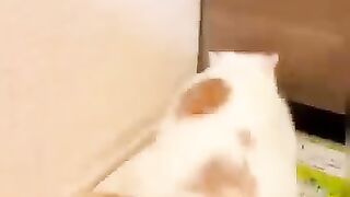 Funny videos CATS n dogs