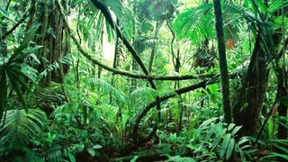 listening to the sounds of various animals makes us feel like we are in a vast forest